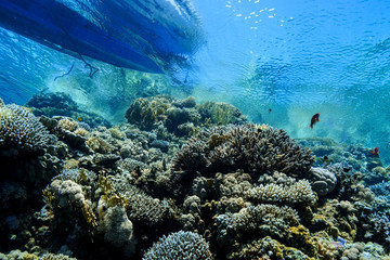 Coral Reef at the Red Sea, Egypt