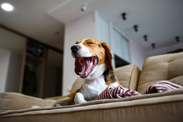 Beagle dog resting on the couch and yawning