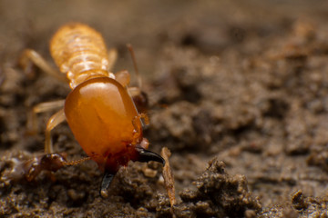 Close up termite soldiers