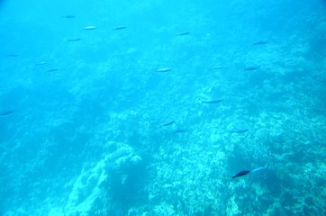 Fonds sous-marins de la Mer Rouge ( Hurghada -Égypte)