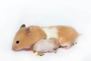Hamster mom and hamster baby on a white background