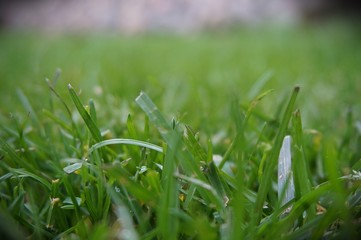 Green grass in the yard. Grass lawn. Green color.