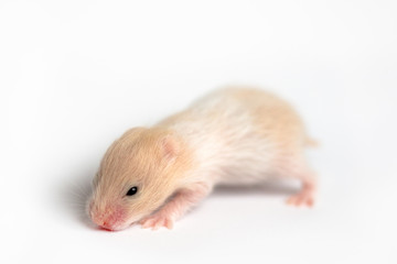 Hamster baby isolated on a white background
