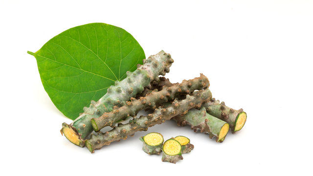 Tinospora cordifolia herb