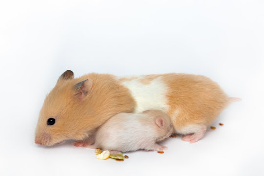 Hamster Mom And Hamster Baby On A White Background