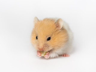 hamster gnaws nut, hamster on a white  background