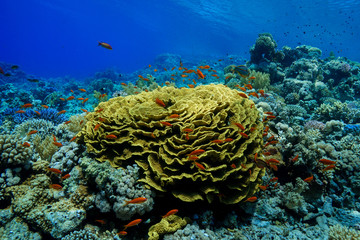 Coral Reef at the Red Sea, Egypt