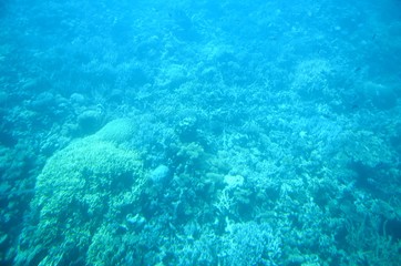 Fonds sous-marins de la Mer Rouge ( Hurghada -Égypte)