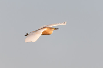 A squacco heron flying