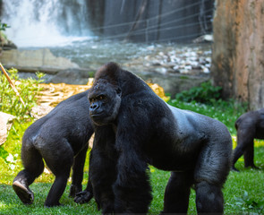 gorila en zoologico