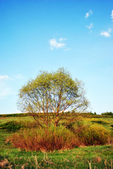 Fototapeta na wymiar Landscape meadow with green willow, blue cloudy sky on horizon, sunny day