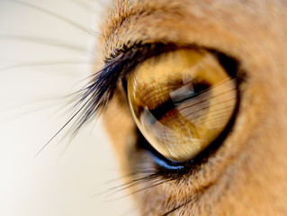 ojo de zoo entre rejas