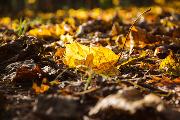 Yellow maple leaf among dry grass.