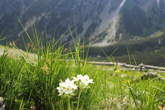 Mountains and meadow in High Tatras, Slovakia