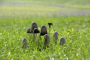 Gruppe von unterschiedlich reifen Tintlingen im Gras