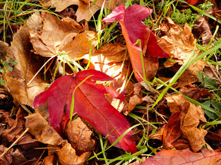 Maples leaves close-up in autumntime.