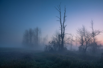 Fototapeta na wymiar Ladder in the middle of swamps on a foggy morning, Piaseczno, Poland