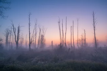 Printed kitchen splashbacks Morning with fog Swamp in the Jeziorka valley near Piaseczno, Poland