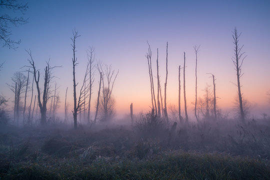 Swamp in the Jeziorka valley near Piaseczno, Poland