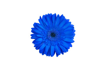One blue gerbera flower on white background isolated close up, single gerber flower, daisy head top...