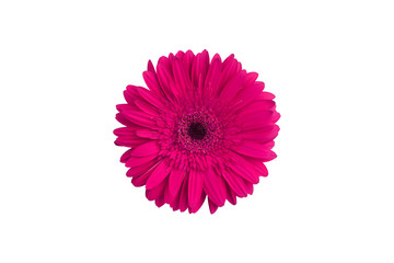 One pink gerbera flower on white background isolated close up, purple gerber flower, red daisy head...