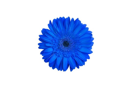 One blue gerbera flower on white background isolated close up, single gerber flower, daisy head top view, romantic greeting card decoration, decorative design element, botanical floral art pattern