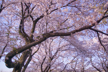Japanese landscape sky and SAKURA