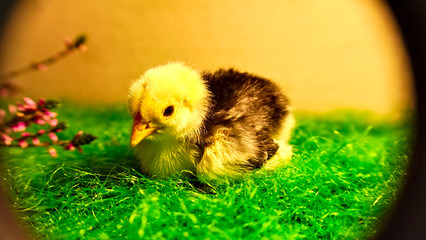 close up from a chick