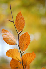 Obraz premium Ast mit Herbstlaub hochkant