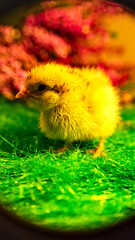 one day old quail chick