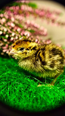 Obraz premium one day old quail chick