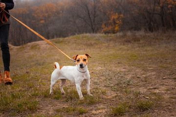 Jack Russell Terrier breed dog walks on a leash in the park in autumn