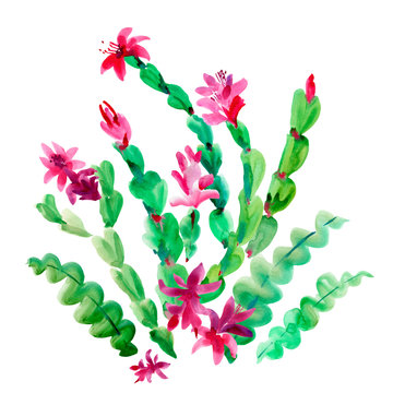 Watercolor Christmas Cactus, Thanksgiving cactus, Blooming Flowers Schlumbergera Isolated on White Background