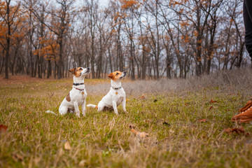 Two Jack Russell dogs sitting next to each other on the lawn in the park in the autumn