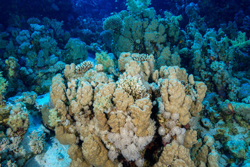 Coral Reef at the Red Sea, Egypt