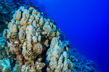 Coral Reef at the Red Sea, Egypt