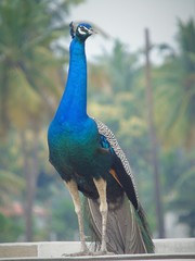 Obraz premium Peacock