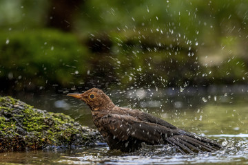 A bathing brown woodpecker