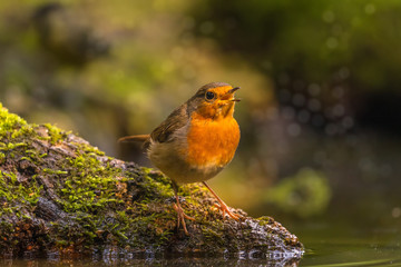 robin on a rock