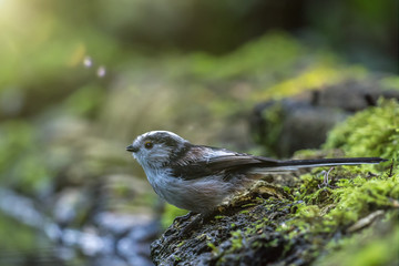 sparrow near the water