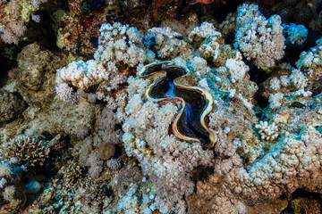 Giant Clam Fish at the Red Sea, Egypt