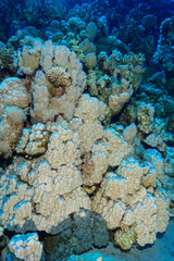 Coral Reef at the Red Sea, Egypt