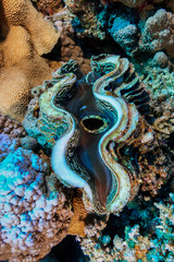 Giant Clam Fish at the Red Sea, Egypt