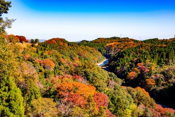 岡城の紅葉