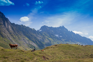 Fototapeta na wymiar Cows in the mountain of Norway