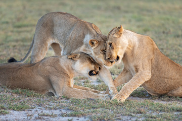Lion Snuggles4