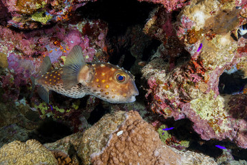 Puffer Fish at the Red Sea, Egypt