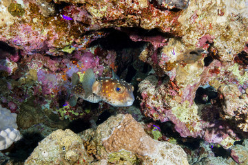 Puffer Fish at the Red Sea, Egypt