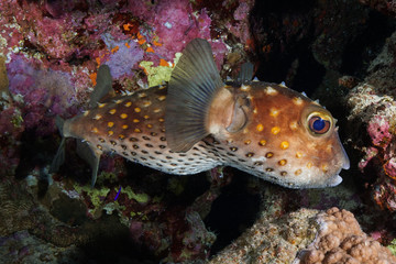 Puffer Fish at the Red Sea, Egypt