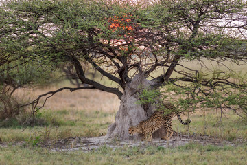 Cheetah with Acacia